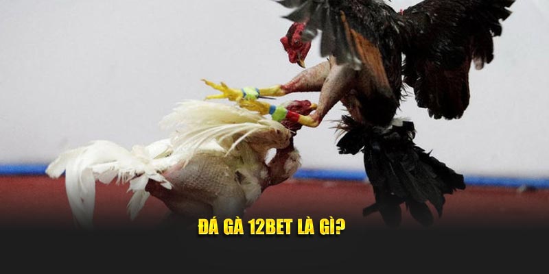 Đá gà 12Bet là gì?
