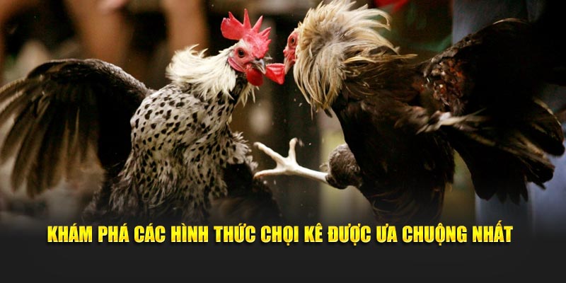 Khám phá các hình thức chọi kê được ưa chuộng nhất